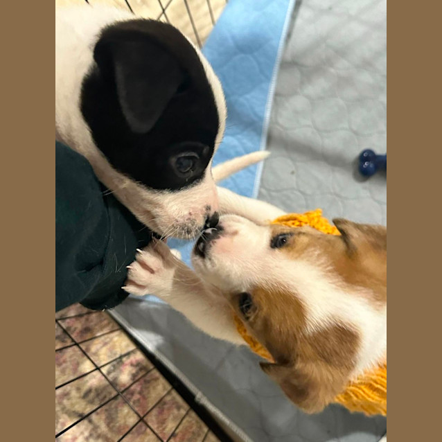 Photo of Skye   6 Week Old Border Collie X Bull Arab (Trial