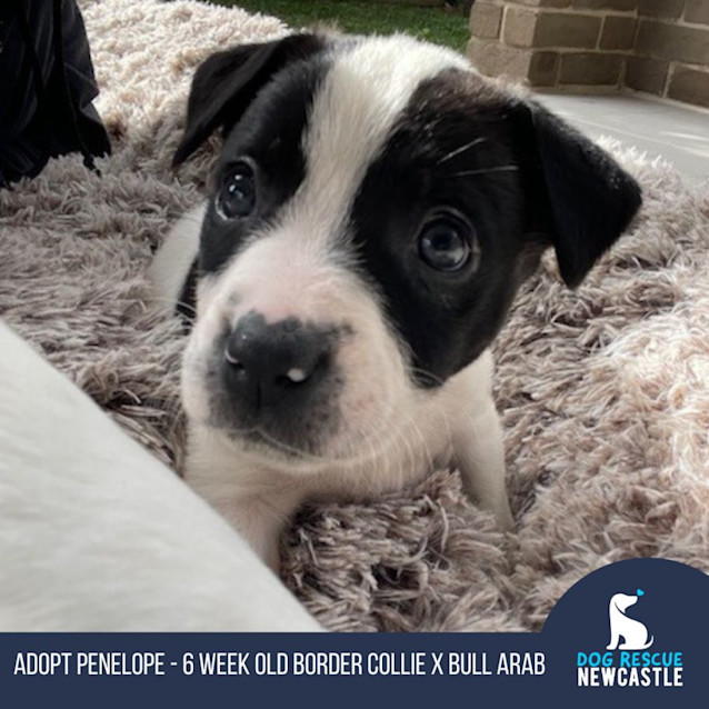 Photo of Penelope   6 Week Old Border Collie X (Hold)