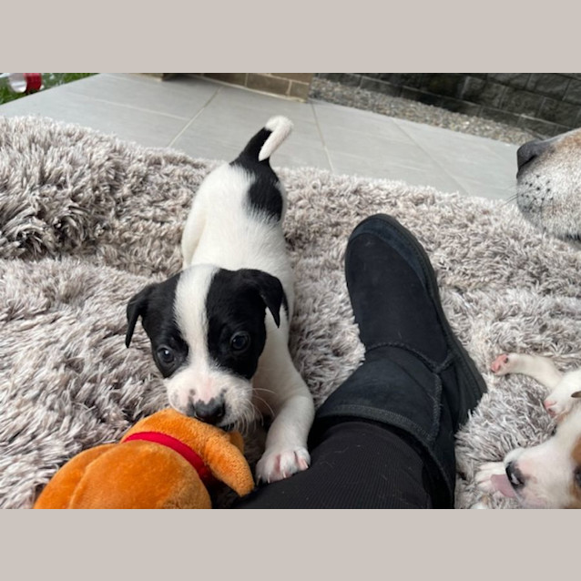 Photo of Penelope   6 Week Old Border Collie X (Hold)