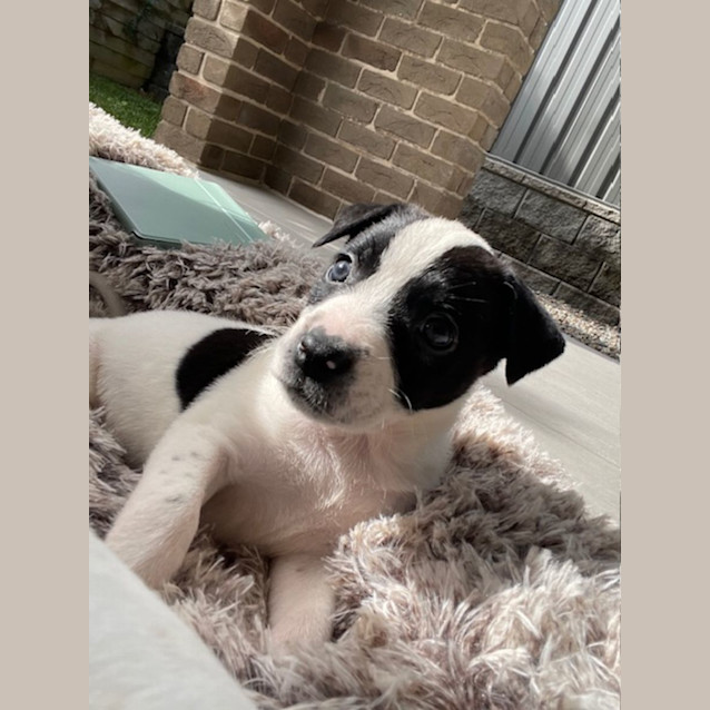 Photo of Penelope   6 Week Old Border Collie X (Hold)