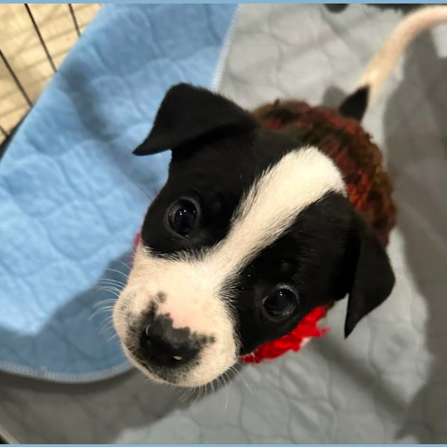 Photo of Penelope   6 Week Old Border Collie X (Hold)