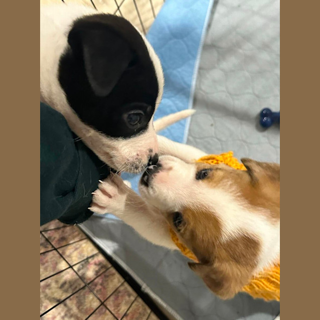 Photo of Penelope   6 Week Old Border Collie X (Hold)
