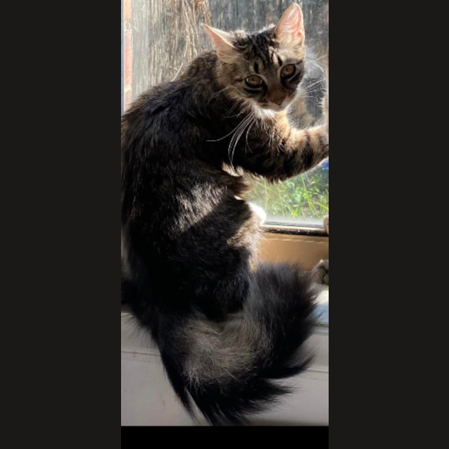 Photo of Stormy Meet Me@Petstock Chelsea