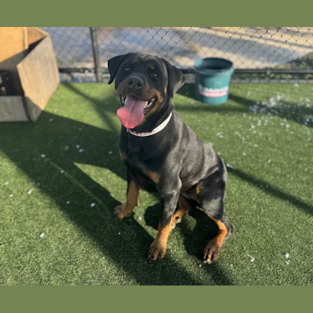 Photo of Stormie Imp 768