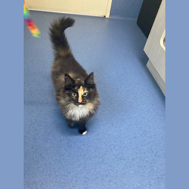 Photo of Torti Dlh