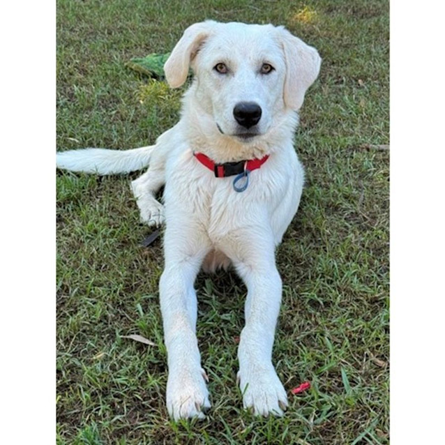 Photo of Amala *$350 Adoption Fee*