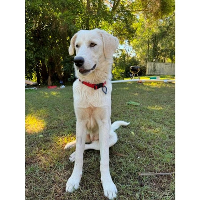 Photo of Amala *$350 Adoption Fee*