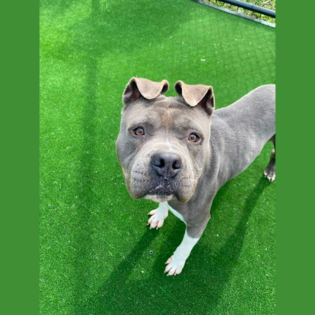 Photo of Happy Imp 638