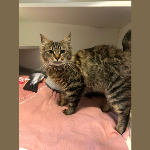 Photo of Lovebug