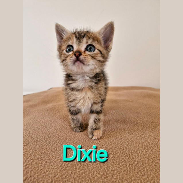 Photo of C1321 Dixie