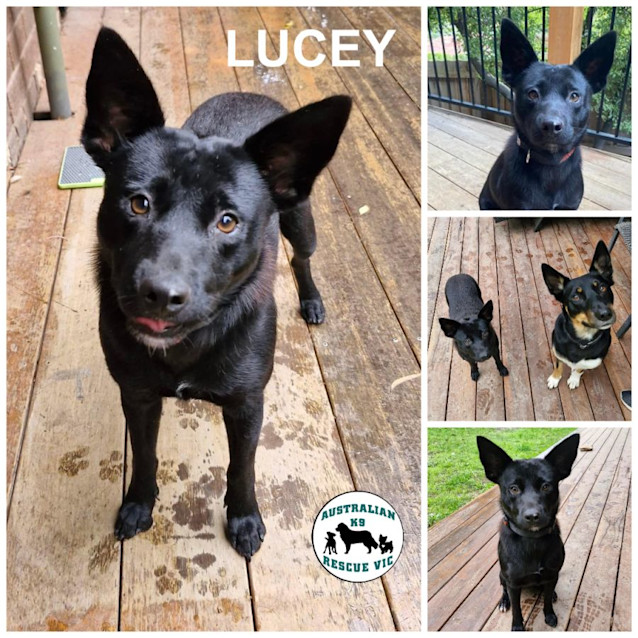 Photo of Lucey 