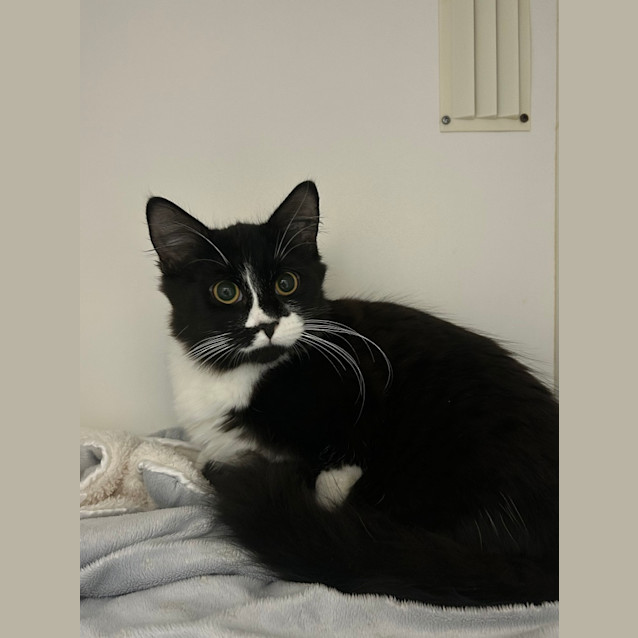 Photo of Marshmellow
