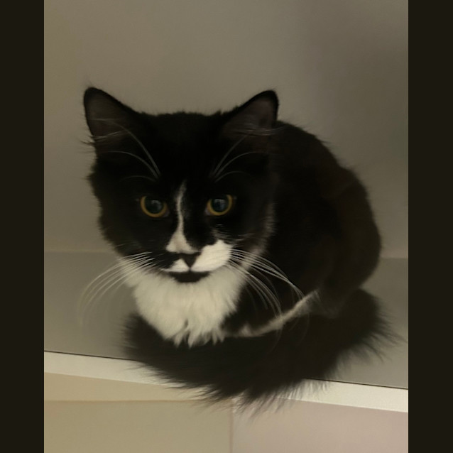 Photo of Marshmellow