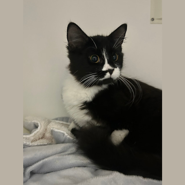 Photo of Marshmellow