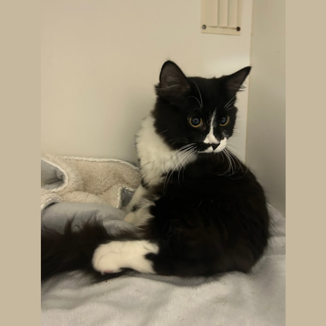 Photo of Marshmellow