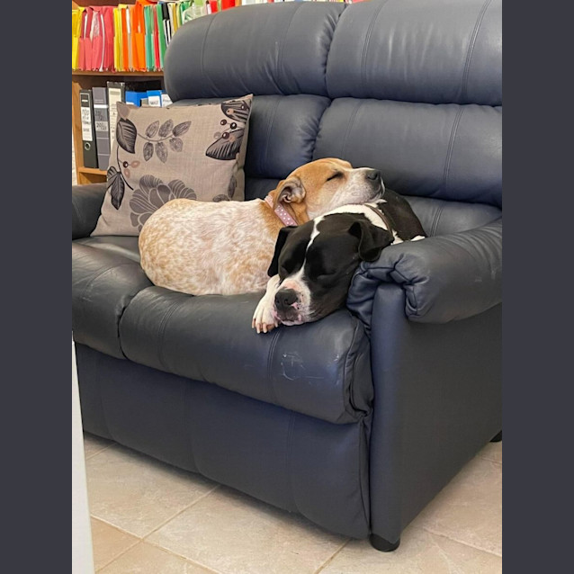 Photo of Lexi And George 