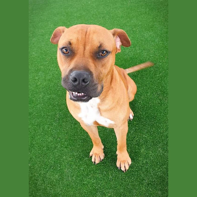 Photo of Rodney Imp 574