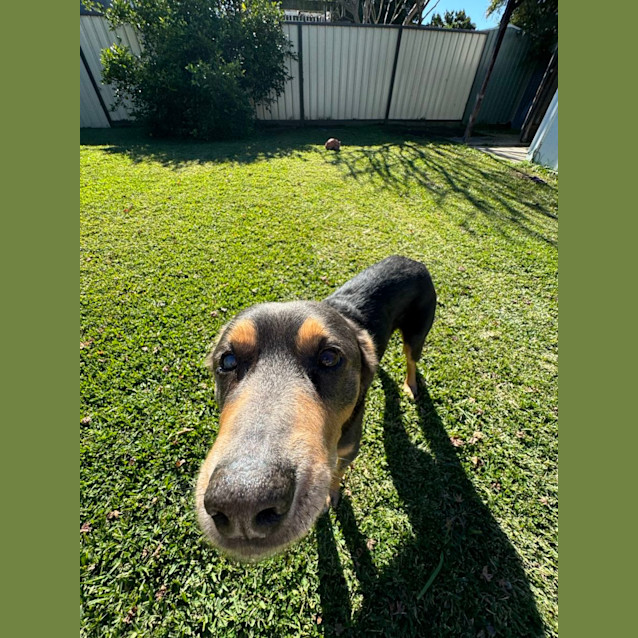 Photo of George   8 Year Old Kelpie (Trial)