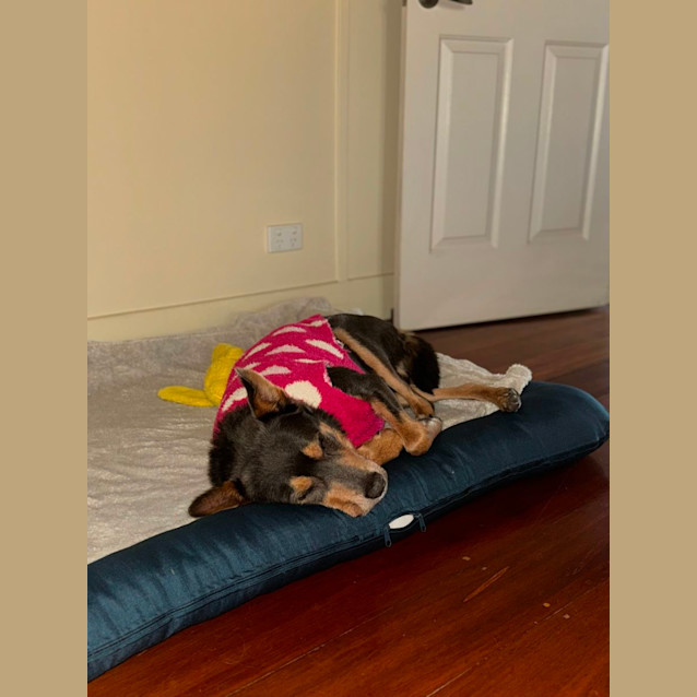 Photo of George   8 Year Old Kelpie (Trial)