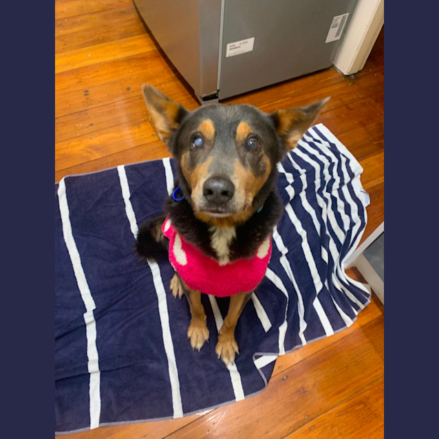 Photo of George   8 Year Old Kelpie (Trial)