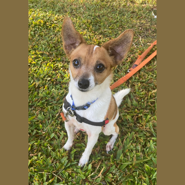 Photo of Ginger