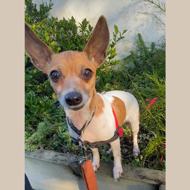Photo of Nutmeg