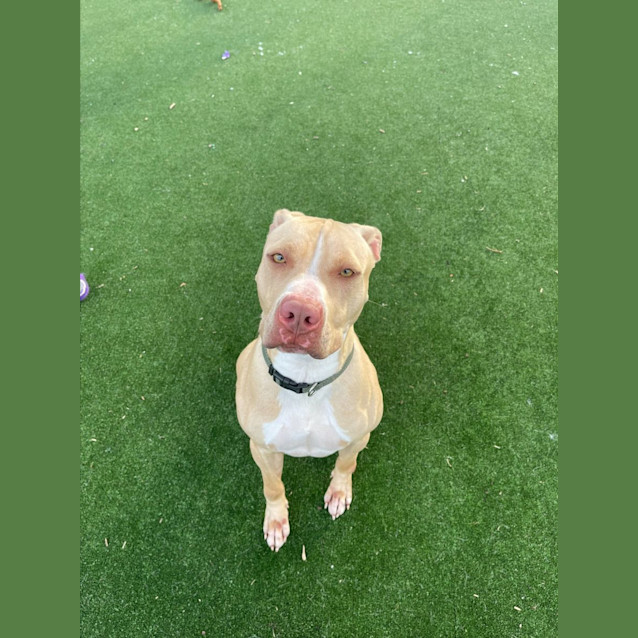 Photo of Credence Imp 612