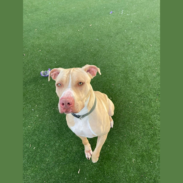 Photo of Credence Imp 612