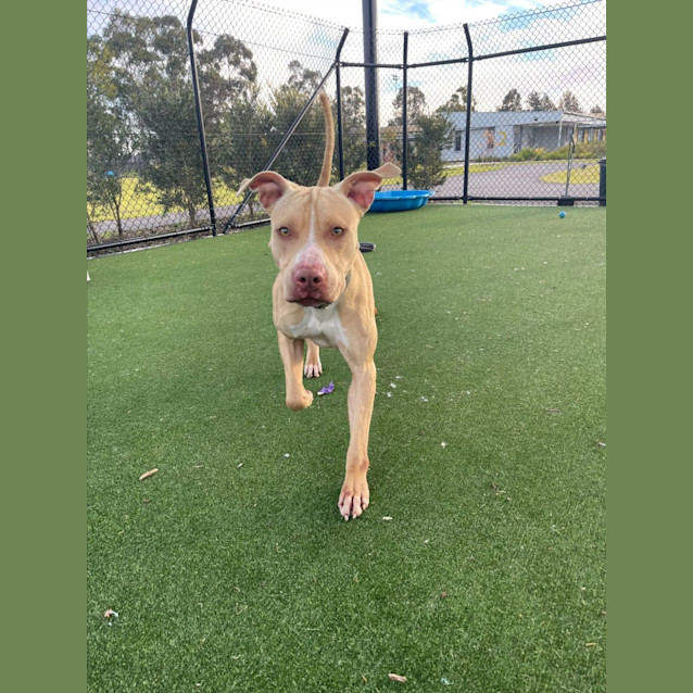 Photo of Credence Imp 612