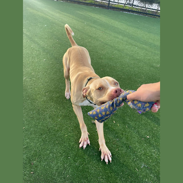 Photo of Credence Imp 612