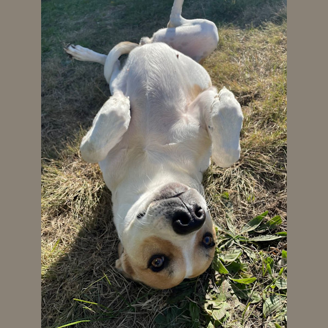 Photo of Pepper