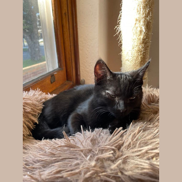 Photo of Dinghy   Located In Melbourne