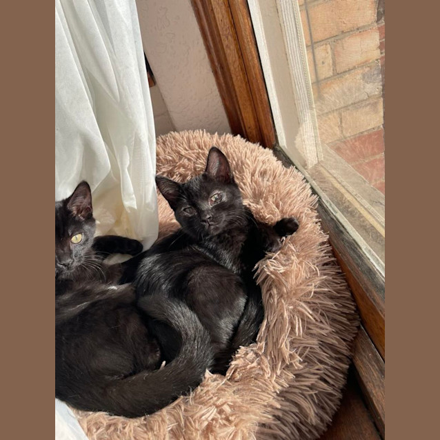 Photo of Dinghy   Located In Melbourne