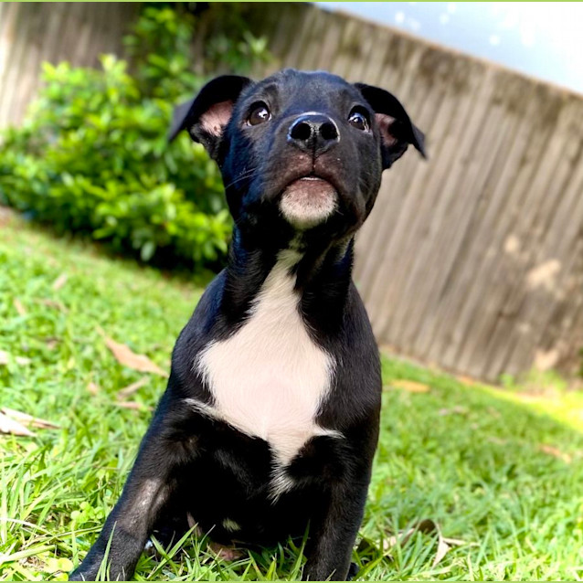 Photo of Remy