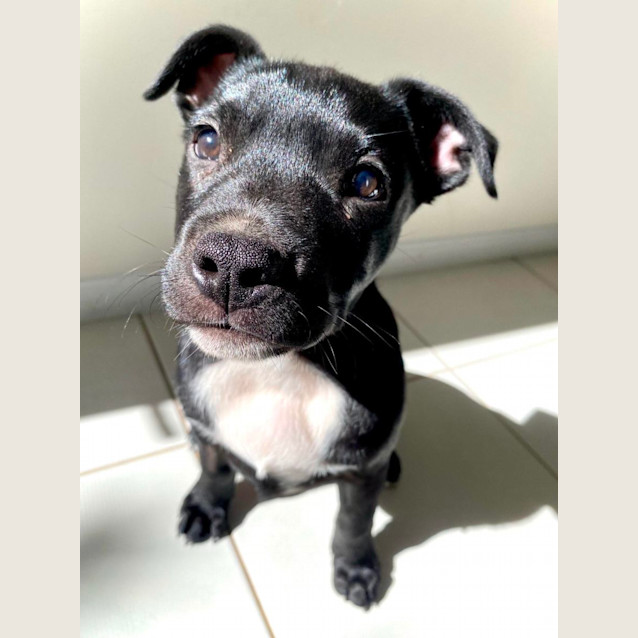 Photo of Remy