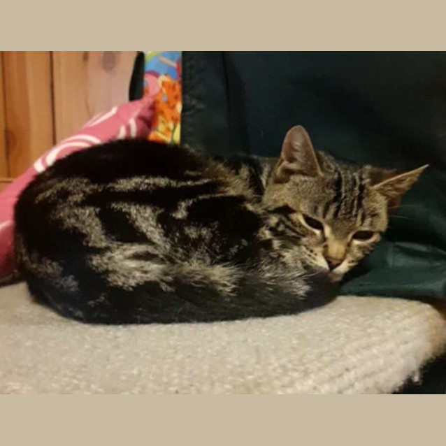 Photo of Jellybean 