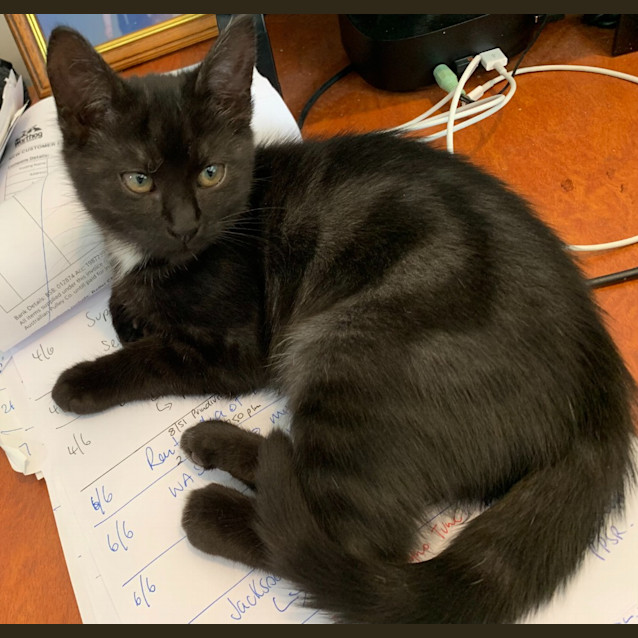 Photo of Dot