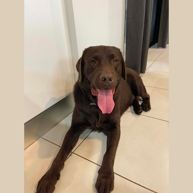 Photo of Kobi