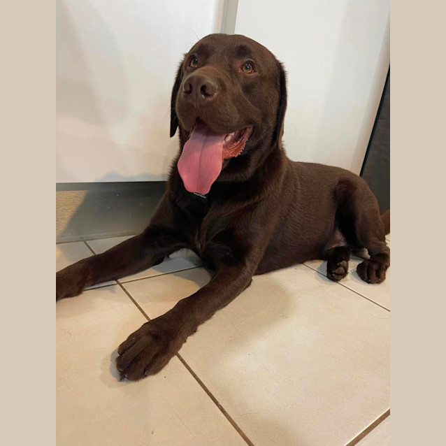 Photo of Kobi