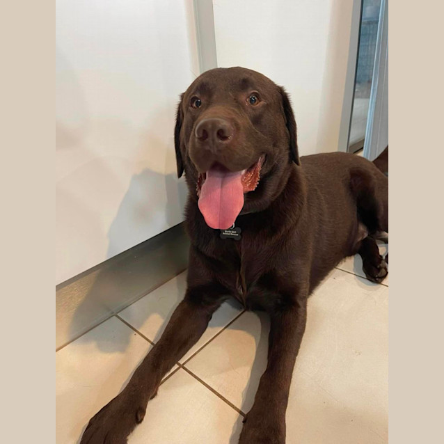Photo of Kobi