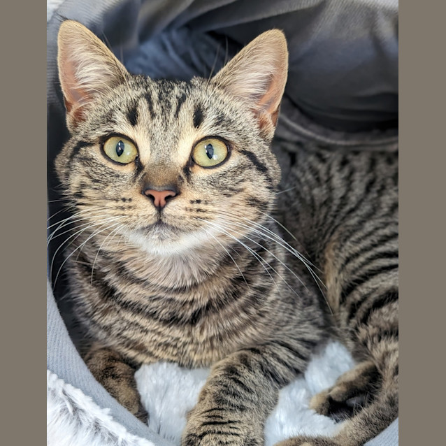 Photo of Florence And The Meowchine