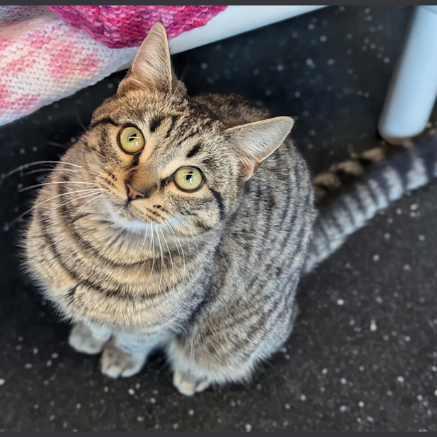 Photo of Florence And The Meowchine