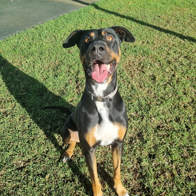 Photo of Benji