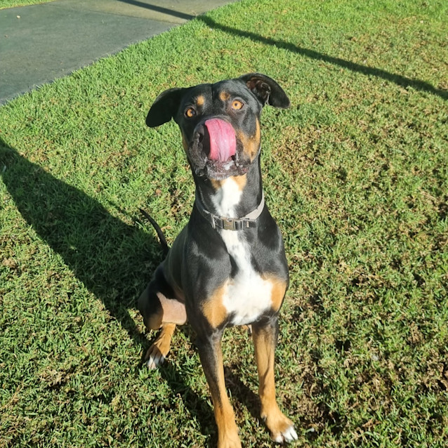Photo of Benji