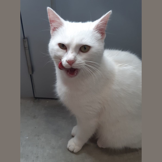 Photo of Marshmallow