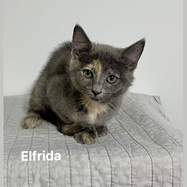Photo of Elfrida