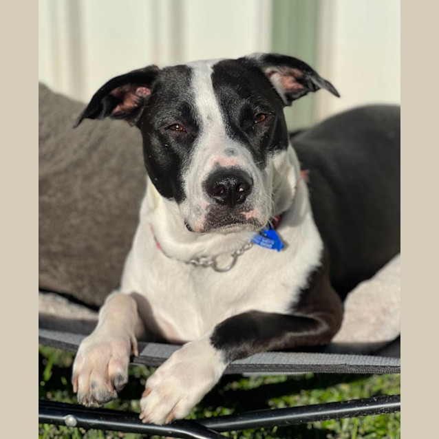 Photo of Spade   1 Year Old Staffy X