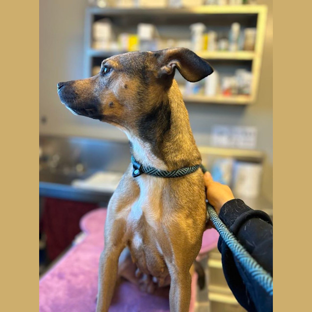 Photo of Penny
