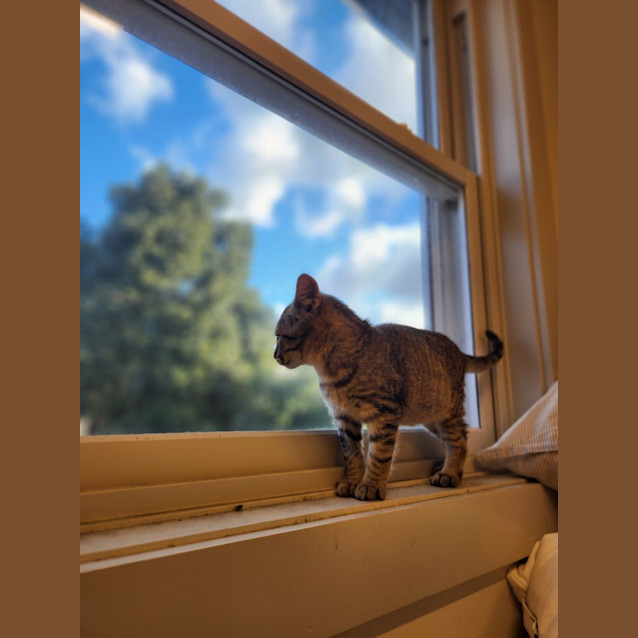 Photo of Shazam