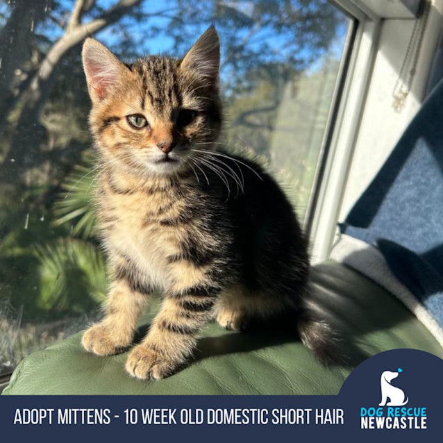 Photo of Mittens   10 Week Old Domestic Short Hair